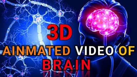 picture of animated brain|3d diagram of brain.